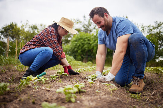 Farmers planting plants or organic vegetable crops on a sustainable farm and enjoying agriculture. Farmer couple working together outdoors on farmland to grow produce for sustainability