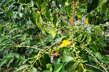 Coffee beans growing on a summer day.