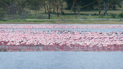 Fototapeta premium Scenery view of Flamingo flock standing in water of Lake Nakuru at Lake Nakuru National Park Kenya