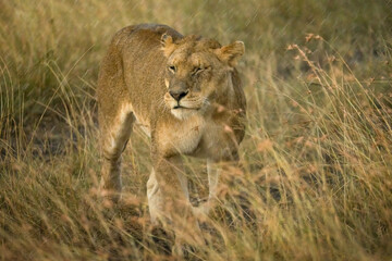 female lion walking in savanna grassland in Masai Mara