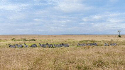 Naklejka na ściany i meble herd of zebra walking parade together for migration in Savanna at Masai Mara
