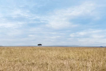 Foto op Canvas savanna grassland ecology with lone tree at Masai Mara National Reserve Kenya © Mongkolchon