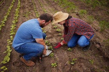 Sustainable farming couple planting, growing and gardening vegetable crops or plants in soil, dirt or farm land. Countryside lifestyle, agriculture or rural living farmer people working together