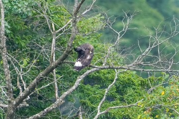 枝にとまってのんびり羽繕いするイヌワシ幼鳥