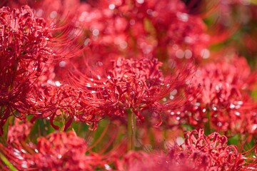 光を浴びて輝く満開の彼岸花