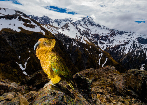 A vibrant kea parrot perched on a rocky outcrop with a dramatic backdrop of snowy mountains under a cloudy sky. New Zealand