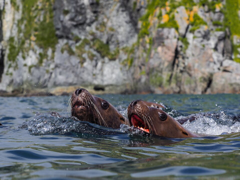 wo Steller sea lions swim in the ocean near a rugged, moss-covered cliff in bright daylight.