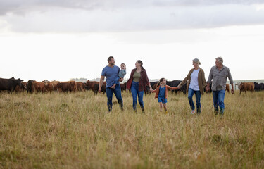 Farming, sustainability and family community on a farm walking together with cows in the...