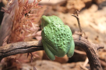 Sapo verde