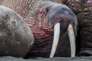 Walrus colony herd on the sand beach. Detail portrait of Walrus with big white tusk, Odobenus rosmarus, big animal in nature habitat on Svalbard, Norway.
