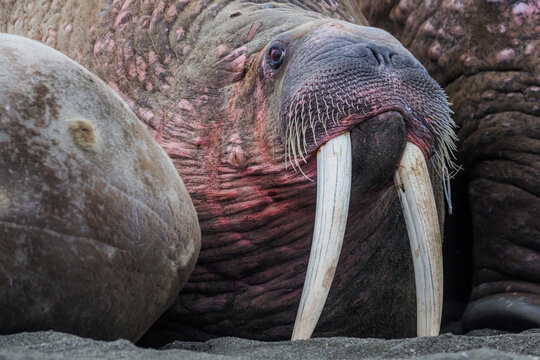 Fototapeta Walrus colony herd on the sand beach. Detail portrait of Walrus with big white tusk, Odobenus rosmarus, big animal in nature habitat on Svalbard, Norway. 