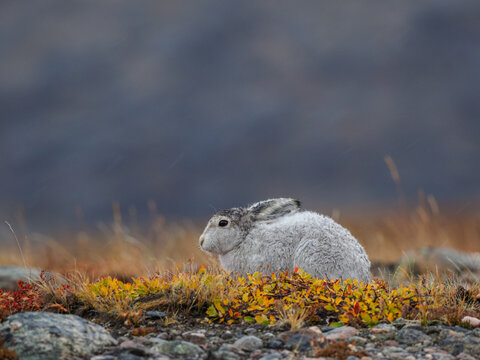 Arctic hare ( lepus arcticus) in greenlandic tundra