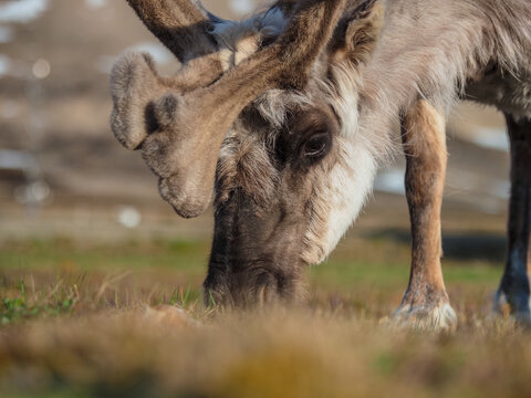 Extreme Close-up Portrait of a Svalbard Reindeer (Rangifer tarandus platyrhynchus) Grazing on Tundra Grass with Antlers in Soft Light