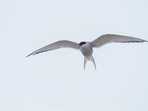 Arctic Tern (Sterna paradisea) soaring in flight against a bright white sky, showing its iconic red beak and graceful wing span in the high Arctic.