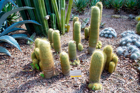 Notocactus Parodia Leninghausii Plant in a Greenhouse