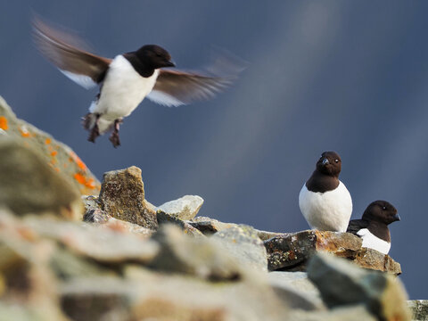 Group of Little Auks (Alle alle) or Black Guillemots on a Rocky Hillside with One Bird Landing or Taking Off
