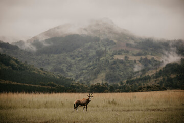 Naklejka na ściany i meble deer in the misty mountains