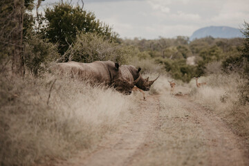 wild rhinos crossing the road on safari in africa
