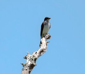 eastern kingbird