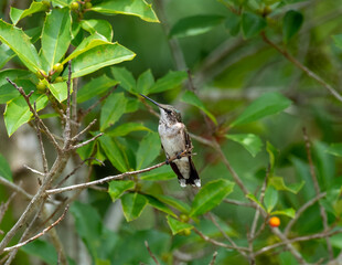 Ruby throat Hummingbird