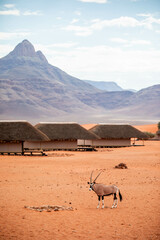 oryx in the desert amidst a resort in namibia