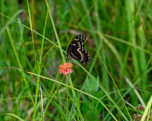butterfly on the grass