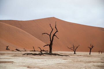 dead valley sossusvlei in namibia, dead trees in the desert
