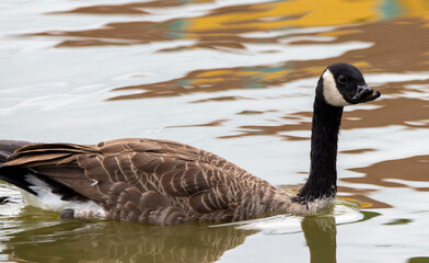 Canadian Goose Inclusion