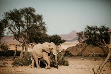 wild desert elephant on safari in namibia africa