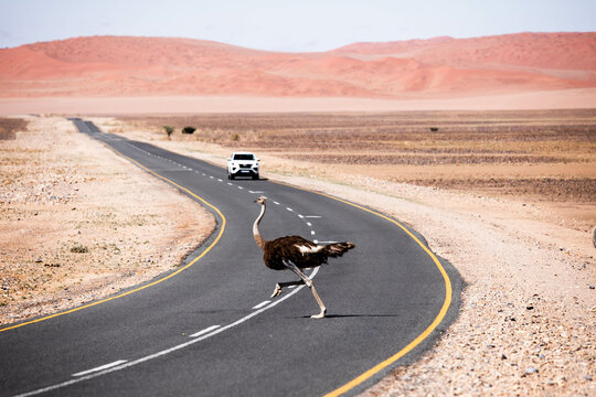 otrich crossing the road in desert of namibia