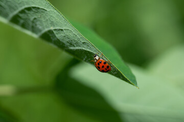 Fototapeta premium ladybug on leaf