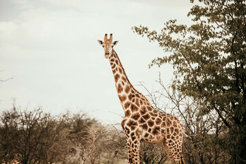 wild giraffe on safari in africa