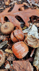 Dry and Empty Acorn Shells Under A Tree