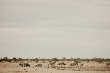 Fototapeta na wymiar zebras in the savannah on safari