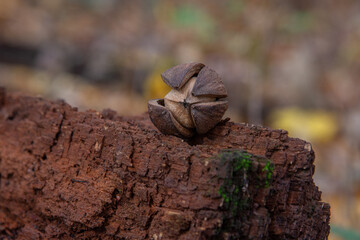 nut