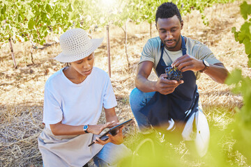 Wine farmers, vineyard or agriculture tablet app to monitor growth, development or sustainability...