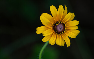 yellow flower