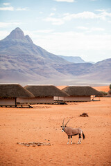 oryx in front of desert cabins in front of mountain in Namibia