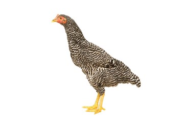 chicken have red comb. Black australorp rooster stand on isolated white background.,png