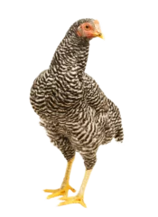 Deurstickers chicken have red comb. Black australorp rooster stand on isolated white background.,png © ณัฐวุฒิ เงินสันเทียะ