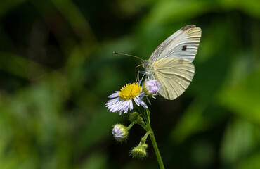 butterfly on a flower