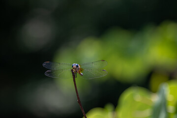 dragonfly on a leaf