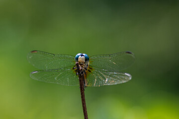 dragonfly on a branch