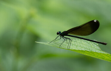 dragonfly on leaf