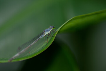 dragonfly on a leaf