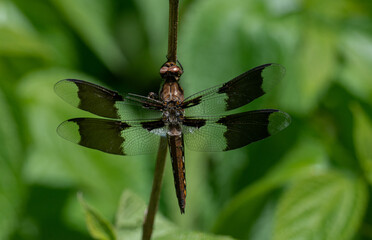 dragonfly on a leaf