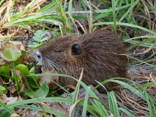 Close Up of a Young Nutria Feeding on Water Hyacinth Leaves