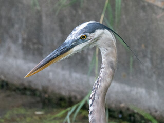 Close Up of the Head and Neck of a Great Blue Heron