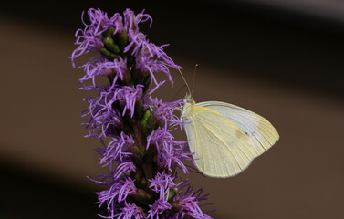butterfly on flower