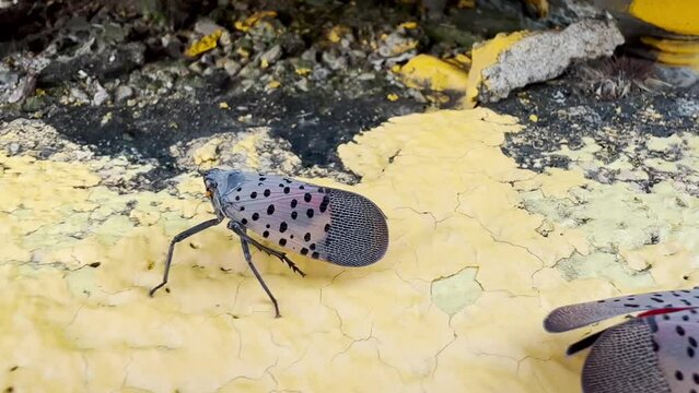 A macro extreme close up view of a Spotted Lanternfly, an invasive planthopper species from China that has started to spread into the New England American northeast region in 2022.  	